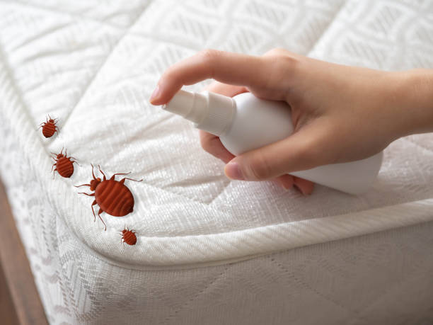 Best Bed Bug Extermination  in South Connellsville, PA