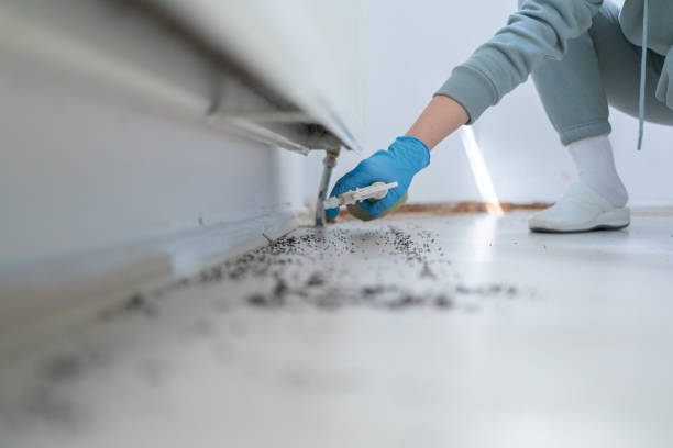 Best Rat Extermination Near Me  in South Connellsville, PA